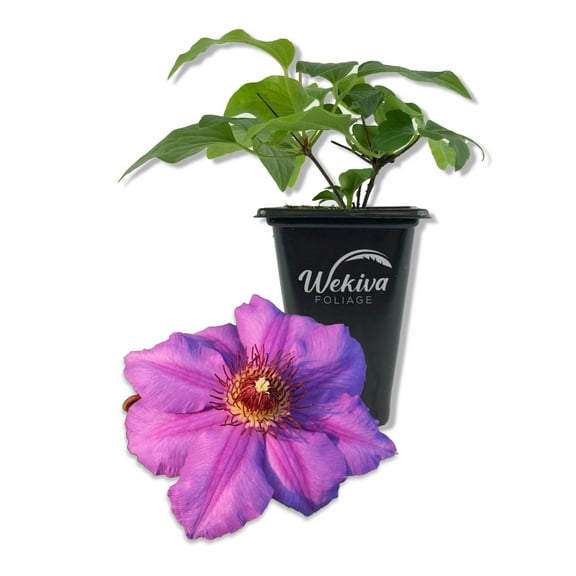 Clematis Ramona - Live Starter Plant in a 2 Inch Growers Pot - Starter Plants Ready for The Garden - Rare Clematis for Collectors