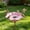 Pink, variant on Clearance Metal Bird Bath for Outside, Garden Freestanding Birdbath & Birdfeeder, Bee Water Feeder with Flower Design, Bird Baths Feeder for Outdoors Garden Patio Yard Lawn Decor