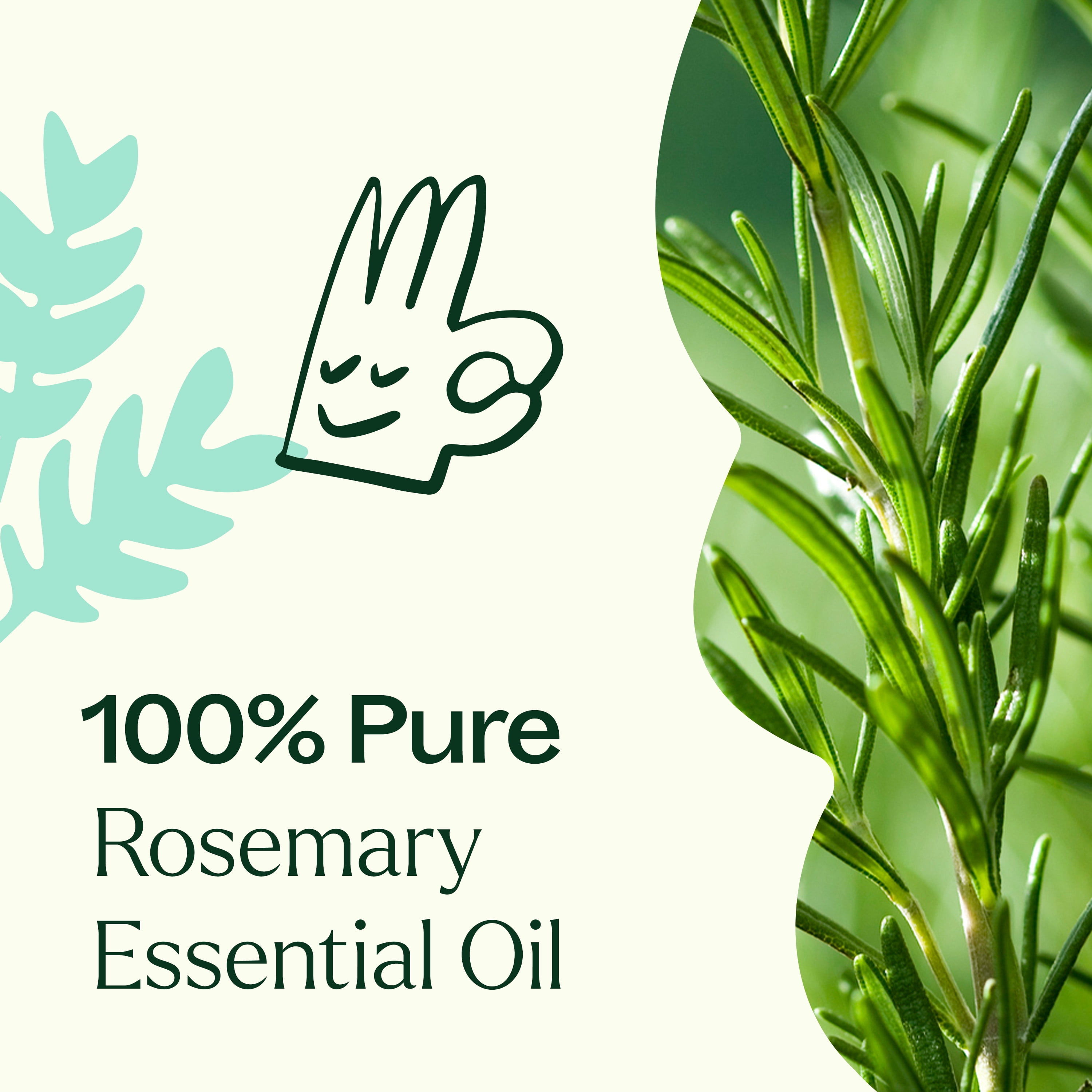 Plant Therapy Rosemary Essential Oil 100% Pure, Undiluted, Natural Aromatherapy 100 mL (3.3 fl oz)