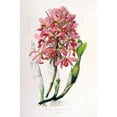 thumbnail image 3 of Withers, Augusta 13x18 Black Modern Framed Museum Art Print Titled - Orchid, Laelia Superbiens, 3 of 5
