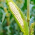 thumbnail image 2 of TomorrowSeeds - Silver Queen Sweet Corn Seeds - 360+ Count - For 2026 Planting Untreated Hybrid, 2 of 11