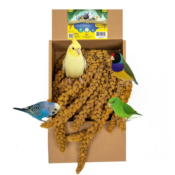 Birds LOVE Economy & Thin Special Spray Millet - 1lb GMO-Free (No Stems Only Edible Tops) for Birds Cockatiel Lovebird Parakeet Finch Canary All Parrots - Healthy Bird Treat