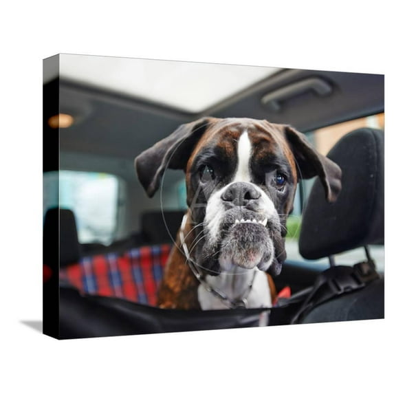 Boxer Dog, Animals Stretched Canvas Wall Art by onixxino Sold by Art.Com