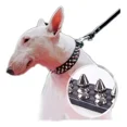 thumbnail image 3 of Collar Para Perro Con Picos De Metal, Razas Pequeñas. Mod.3, 3 of 8