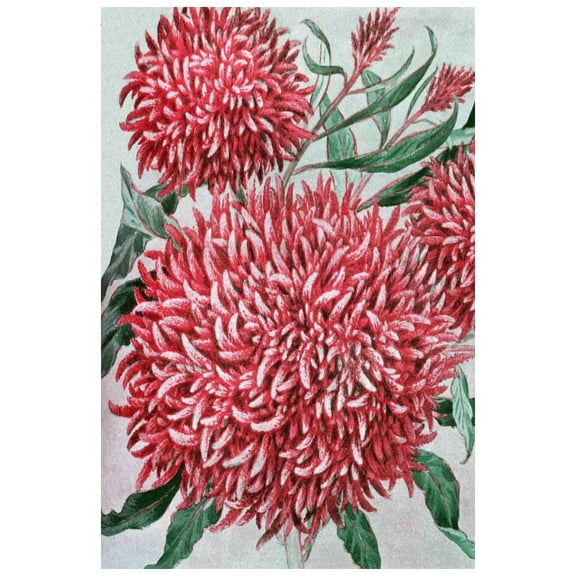 Marmont Hill Mh-Fmkit-216-C-24 24" X 16" "Wool Flowers" Giclee Art Print On Stretched