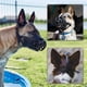 thumbnail image 4 of Bozal para perro, bozal de cesta transpirable para perros pequeños, medianos, grandes y extragrandes, deja de morder, ladrar y masticar, lo mejor para perros agresivos (pequeño, negro), 4 of 5