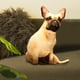 thumbnail image 2 of Lindos adornos, almohada, muñecos de peluche de algodón PP con forma de cachorro, muñeco de peluche suave. estilo A, 2 of 4