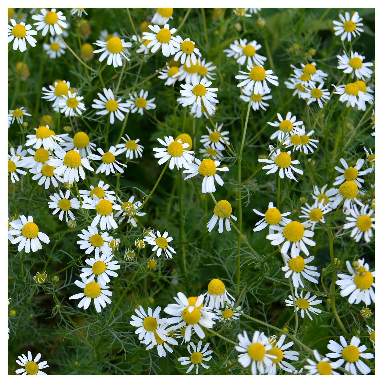 Everwilde Farms - 1 lb Common German Chamomile Herb Seeds - Gold Vault Bulk Seed Packet