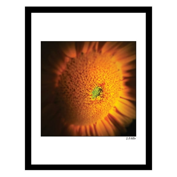 SUNFLOWER Framed Printed Photograph