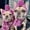 photo props, variant on Winter Soft Knitted Dog Hat, Warm Acrylic Fabric Pet Hat With Ear Holes, Tassels & Pom-Pom, Windproof French Bulldog Hat For Small Medium Dogs Daily Walking Outdoor Gatherings
