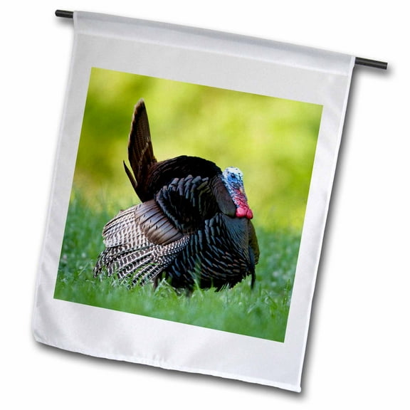 3dRose, Eastern Wild Turkey gobbler strutting in field, Holmes Co. MS, 12 x 18 inch Garden Flag