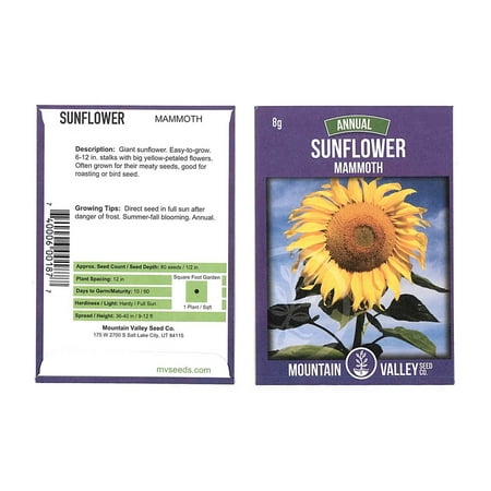 Sunflower Garden Seeds - Mammoth Grey Stripe - 8 Gram Packet - Annual Sun Flower Gardening Seeds - (Best Seed Potatoes To Grow)