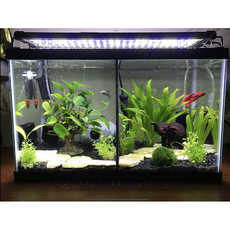 Divided betta hotsell tank for sale
