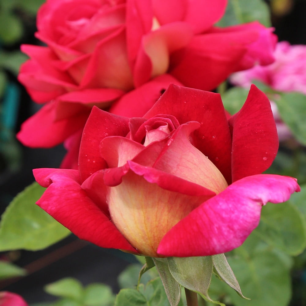 Heirloom Roses Peace Rose