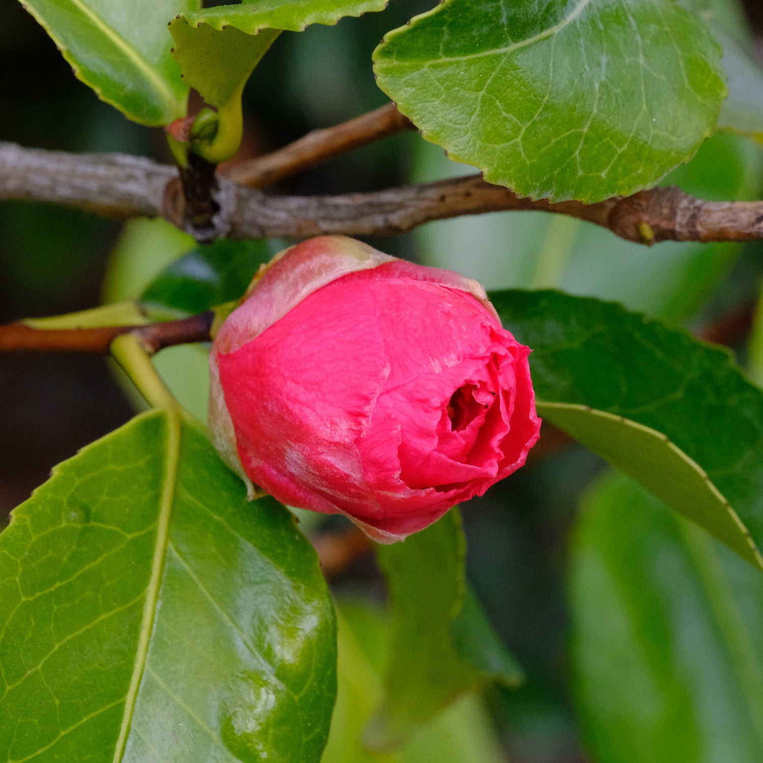 Expert Gardener 18-24 in. tall Kramer's Supreme Red Camellia Live
