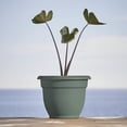 thumbnail image 2 of Bloem Ariana 10" Self-Watering Plastic Planter - Rolled Rim Indoor/Outdoor Garden Pot, Basil, 4-Pack, 2 of 8