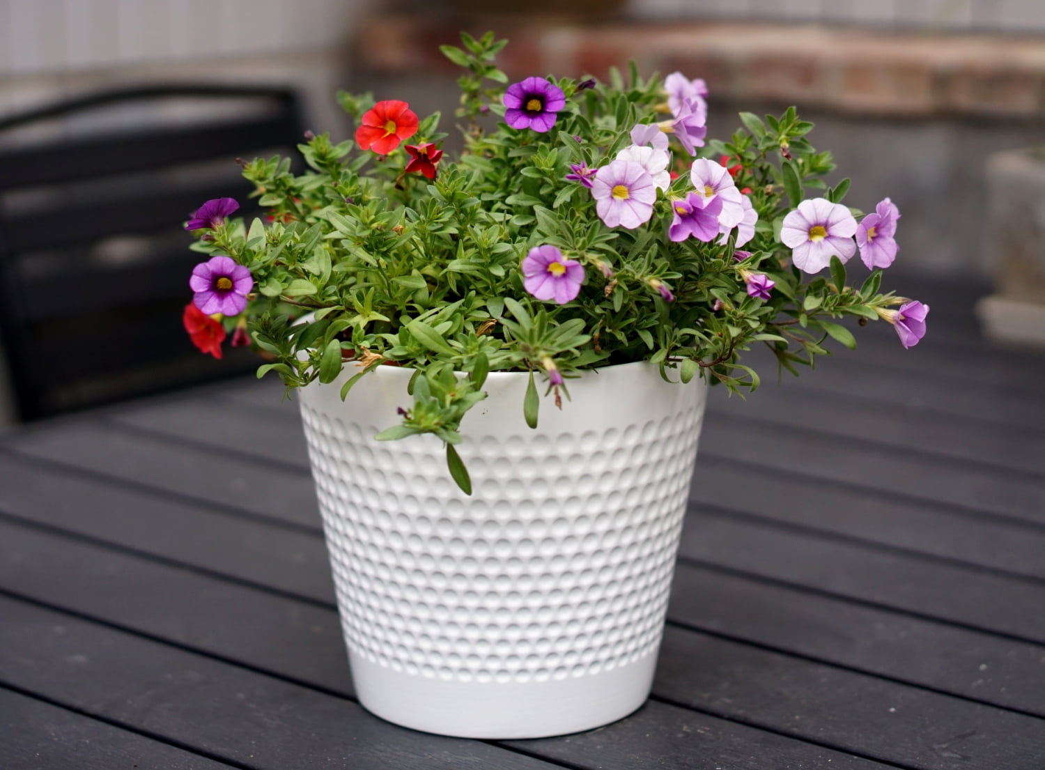 walmart porcelain planter on kitchen bar