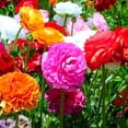 thumbnail image 4 of Colorful Double Blooming Buttercup Flowers - 15 Bulbs - Red, Yellow, Orange, Pink, White Ranunculus- Attracts Butterflies, Bees & Hummingbirds-Spring Garden Perennial, 4 of 6