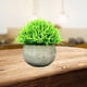 thumbnail image 3 of Plantas de Simulación Decorativas Sunnimix Bonsai Ornament Material, 3 of 7