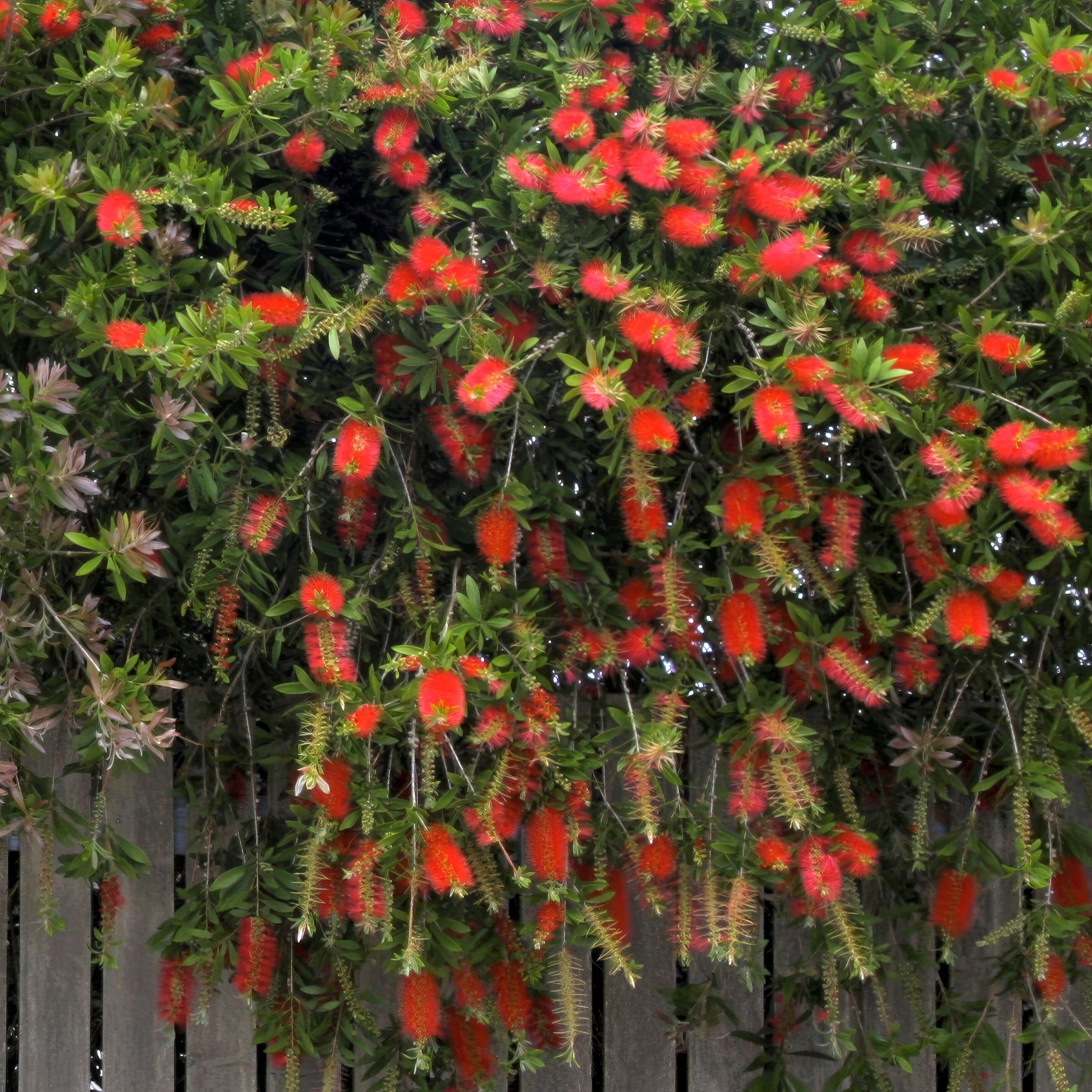 1 gal. Bottlebrush Cold Hardy Shrub with Red Flowers