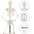 thumbnail image 2 of Axis Scientific Human Skeleton Model for Anatomy - Life Size Skeleton Anatomy Model - Includes 27 Page Study Guide, Bone Numbering Guide, Cover & Stand, 2 of 4