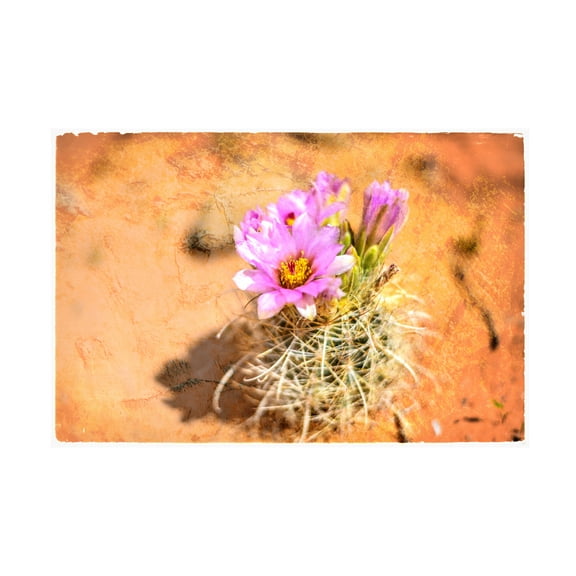 LightBoxJournal 'Desert Flower 4' Canvas Art
