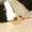 GOLD, variant on Time and Tru Women's Gold Plated Teardrop Stud Earrings