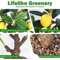 thumbnail image 3 of 24Inch Fake Lemon Tree, Lemon Decor for Tabletop, Desk, Centerpiece, Home, Kitchen, Living Room, Artificial Potted Plants with White Planter and Stone Cover, 3 of 7