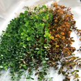 thumbnail image 4 of 104cm Fake Eucalyptus Rattan Artificial Plants Vine Plastic Tree Branch Wall Hanging Leafs For Home Garden Outdoor Wedding Decor My Lux Decor Round, 4 of 8