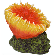 Komodo Orange و Yellow Starburst Coral Aquarium الديكور