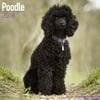 Poodle Calendar 2018 - Dog Breed Calendar - Wall Calendar 2017-2018