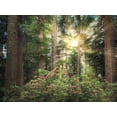 thumbnail image 2 of Frates, Dennis 32x25 White Modern Wood Framed Museum Art Print Titled - Rise n Shine, 2 of 4