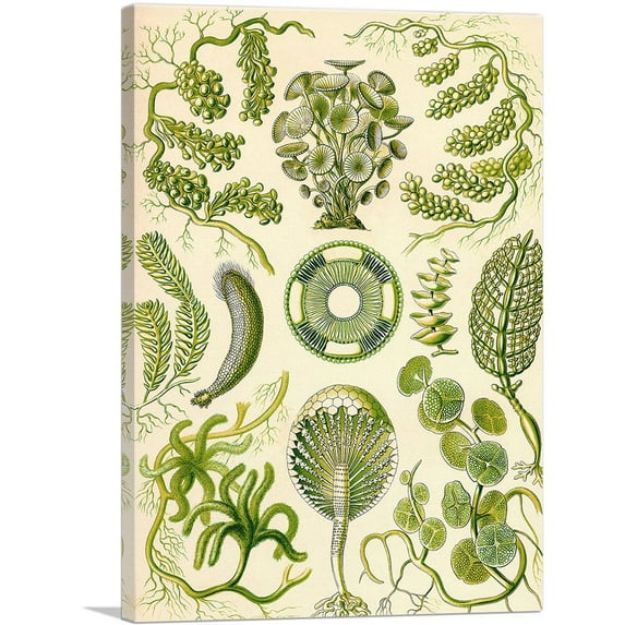 ARTCANVAS Siphoneae Algae Canvas Art Print by Ernst Haeckel - Size: 26" x 18" (1.50" Deep)