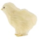 thumbnail image 1 of Mini figura de pollo de peluche, amarilla, juguete educativo para niños, jardín y Los 8x8x7cm, 1 of 8