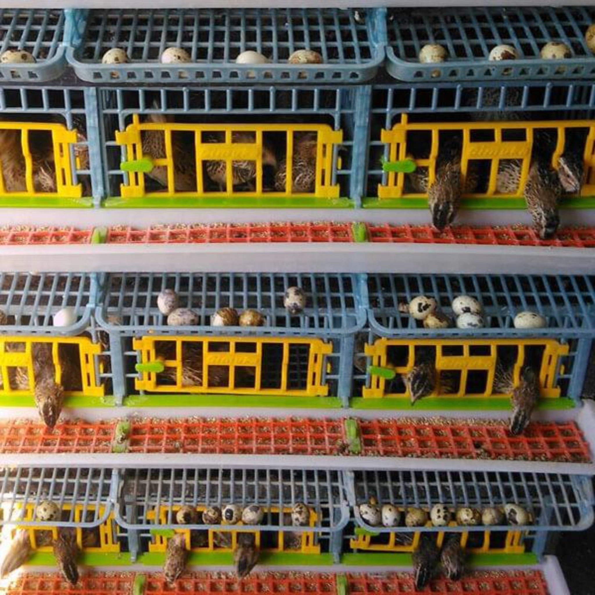 Hatching Time Quail Cage - 4 Layer (Power-Washable, Durable, ABS Plastic) | Cimuka