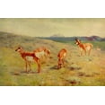 thumbnail image 2 of Rungius, Carl 24x17 Gold Ornate Wood Framed with Double Matting Museum Art Print Titled - Pronghorns, 2 of 4