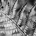 thumbnail image 2 of Kimberly, Allen 20x20 Gold Ornate Wood Framed with Double Matting Museum Art Print Titled - Silver Fern 2, 2 of 4