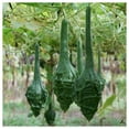 thumbnail image 4 of Everwilde Farms - 25 Caveman's Gourd Gourd Seeds - Gold Vault Seed Packet, 4 of 4