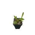 thumbnail image 3 of Raspberry Truffle Coneflower - Echinacea - 2.5" Pot, 3 of 4