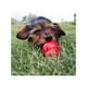 thumbnail image 4 of Premio Para Perro Kong Mantequilla De Cacahuate 226 Grs Kong Premios, 4 of 4