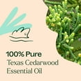 thumbnail image 5 of Plant Therapy Texas Cedarwood Essential Oil 30 mL (1 oz) 100% Pure, Undiluted, Natural Aromatherapy, 5 of 8