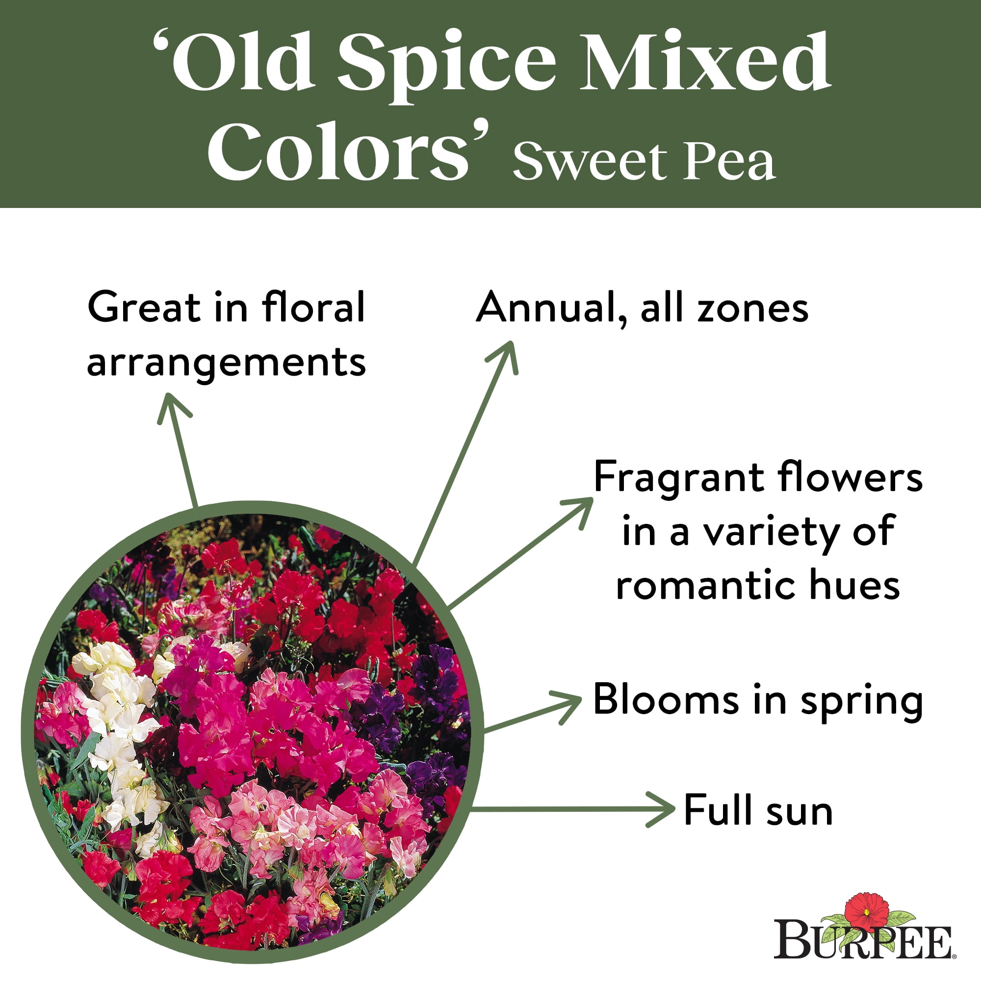 Burpee Old Spice Mixed Colors Sweet Pea Flower Seed, 1-Pack