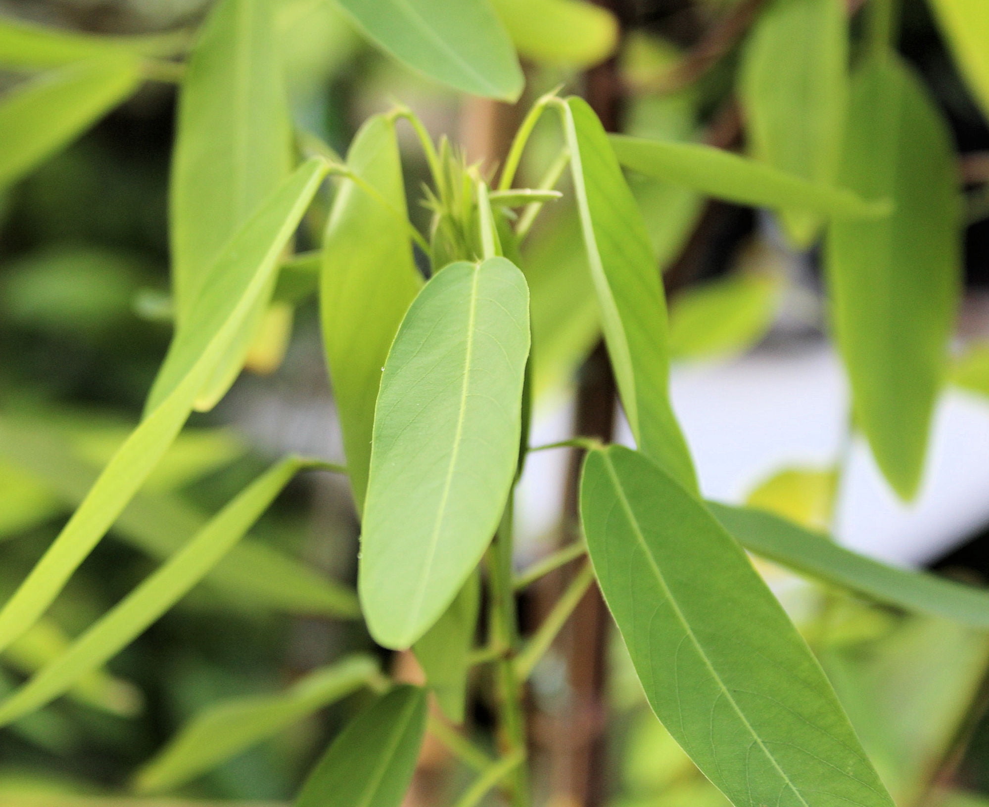 Seed Pack Dancing Plant Seeds Leaves actually MOVE! Great potted