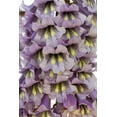 thumbnail image 6 of 400 Royal PAULOWNIA EMPRESS TREE Tomentosa Flower Seeds, 6 of 9