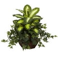 thumbnail image 2 of Dieffenbachia & Lierre avec Jardinière Décorative, 2 of 2