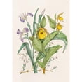 thumbnail image 2 of Agnes Fitzgibbon 11x14 Gold Ornate Wood Frame and Double Matted Museum Art Print Titled - Yellow Lady's Slippers, Large Blue Flag, Small Cranberry (1868), 2 of 4