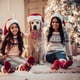 thumbnail image 5 of Collar navideño para perro con lazo, collar navideño con lazo para perro, regalo navideño para cachorro y gatito, 5 of 5