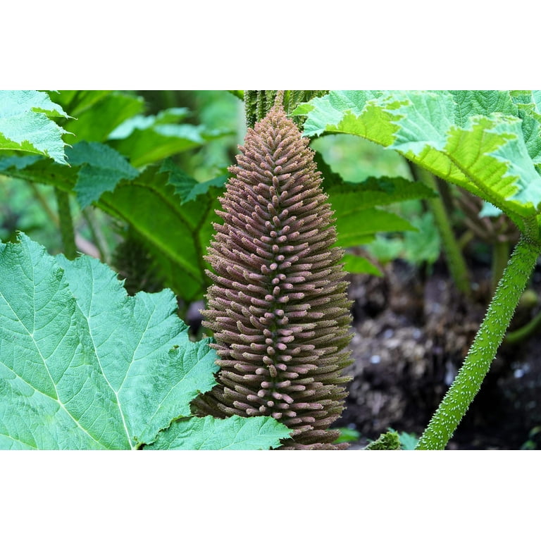 Seedville USA Giant Rhubarb Dinosaur Plant Seeds, Gunnera Manicata, 6'  Leaves, Moist Shade - Walmart.com