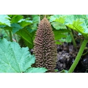10 GUNNERA MANICATA 6 Leaves! Giant Rhubarb Dinosaur Plant Moist Shade Red Flower Seeds