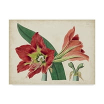 Trademark Fine Art 'Amaryllis Splendor I' Canvas Art by Curtis
